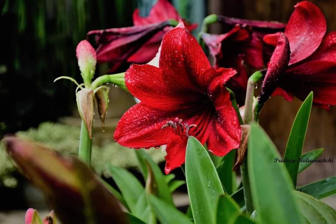 Ella Flower Garden Resort Екстер'єр фото