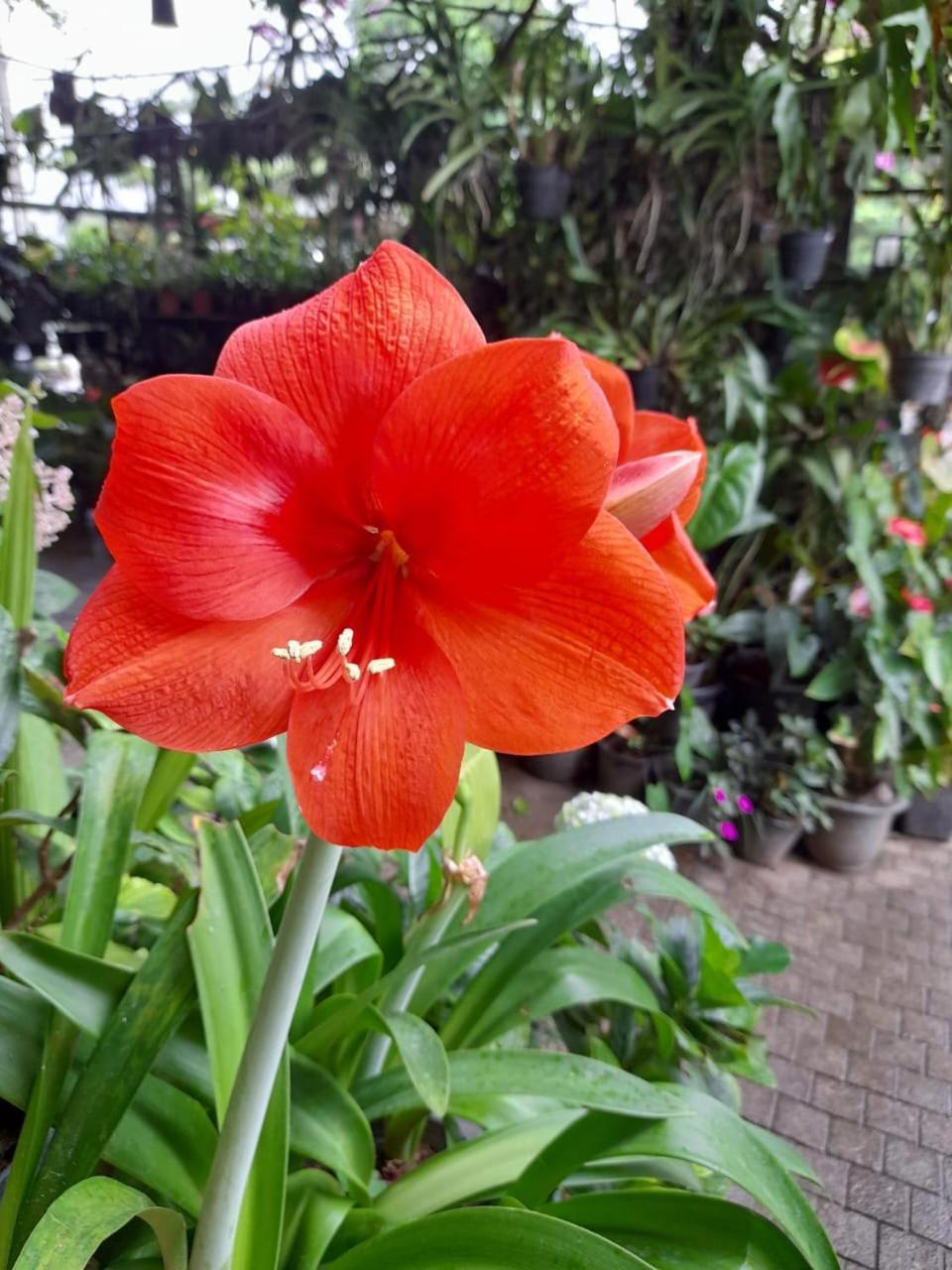 Ella Flower Garden Resort Екстер'єр фото